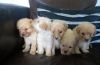 A Beautiful Litter Of Poodles