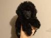 Toy Poodle Pups -- (ready Now) Pra/prcd Clear!