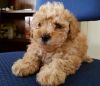adorable toy poodle puppies