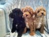 Precious Poodle Puppies Available