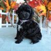 Toy poodle Puppies