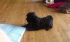 adorable toy poodle pups for lil rehoming fee