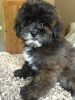 Havanese Poodles male and female