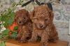 Pure Bred Red Toy Poodles $700