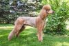 Red Standard Poodle Puppy