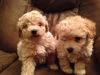 .Gorgeous.. male and female Poodle puppies