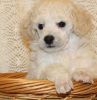 Sweet Lovely Poodle Available