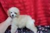Free Toy Poodle Puppies