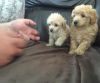 Wonderful Stunning Toy Poodle Puppies
