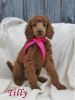 2 beautiful red standard poodle