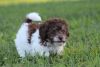 Aussie Poodle Puppies Ready Now