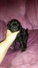 Standard poodle Puppies AKC health tested