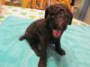 Standard Poodle ~ Chocolate Male ~ Puppy