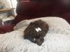 T-cup Toy Poodle