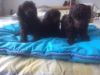 Brown Toy Poodle Puppies