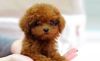 Teacup Poodle Puppies for Sale