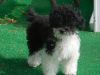 tiny toy male poodle