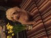 CUTE MALE AND FEMALE POODLE FOR SALE