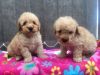 Poodle breed puppies for new homes.