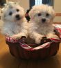poodle pups for new homes +1 (7xx) xx8-2xx7