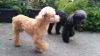 Lovely Poodle pups