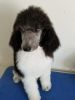 AKC Standard Male parti and Tuxedo Poodles