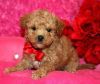 Nice and Healthy Poodle Puppies Available