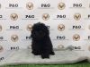 Toy Poodle - Magic - Male