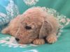 AKC Standard Poodle puppies Ch. Bloodlines