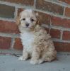 Awesome AKC Poodle Puppies