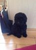 Stunning Poodle Puppy ready for new home.