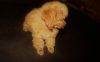 Toy Poodle Puppies Apricot
