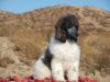 Akc registered Standard poodle puppies