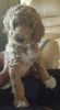 AKC standard poodle puppies/updated