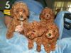 Fantastic AKC Poodle puppies