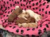 Apricot Miniature Poodle Multiple Clear Dna Tests