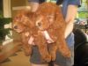Dog for sales - Toy Poodle (Red Colour)