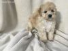 Poodle puppies Now ready to go