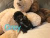Toy Poodle - Grey - Male