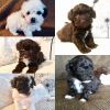 Poovanese puppies for sale