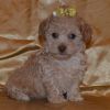 Poodle Puppies for adoption