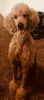 Full Akc Red female standard poodle