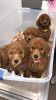 Standard poodle puppies.