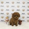 POODLE (TOY) - TEDDY - MALE