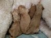 Standard Poodle Purebred Puppies - Apricot and Red (UKC Registered)
