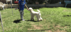 AKC Standard Poodle