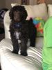 Chocolate standard poodle male puppy