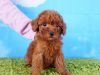 French Poodle puppy- Male- Hank ($3,000)TCUP