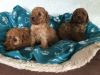 Amazing AKC Poodle puppies. Call or text +1(8xx) xx8-2xx3