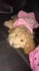 Toy poodle 9lbs